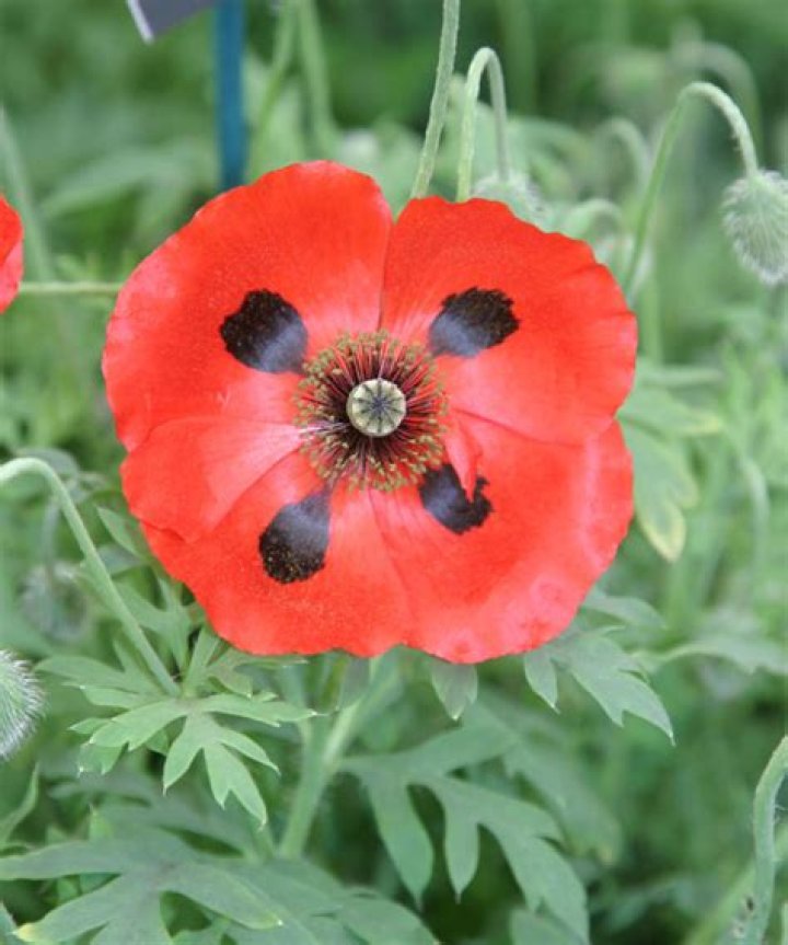 How long do annual poppies bloom