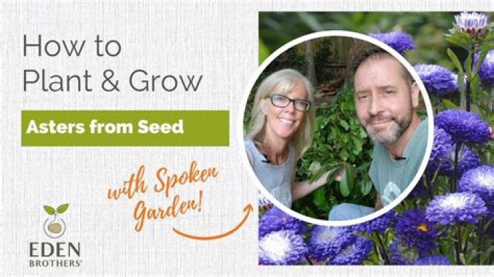 How long do aster seeds take to germinate