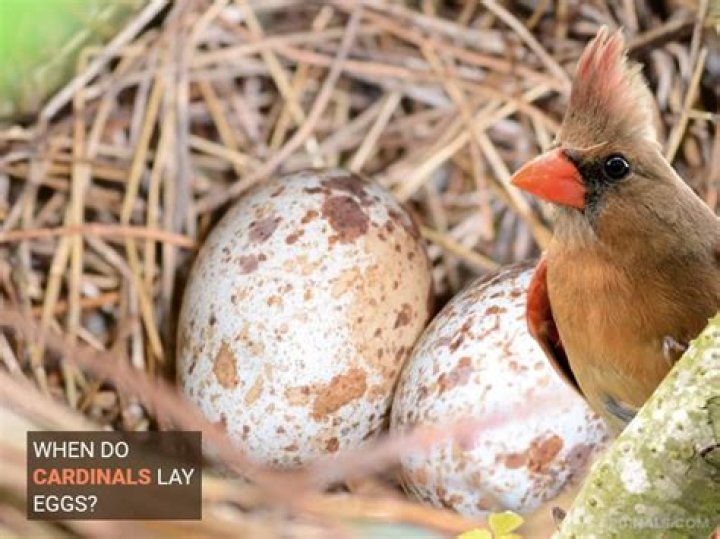 How long do cardinals sit on their eggs