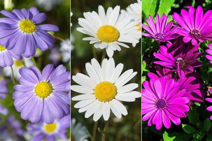 How long do daisies bloom for