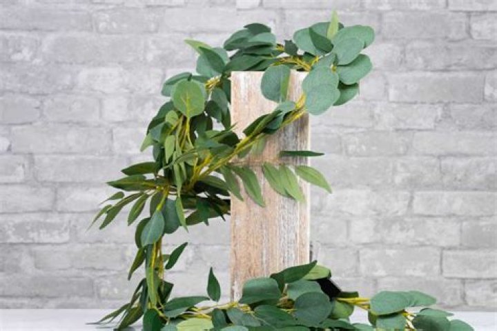 How long do eucalyptus branches last