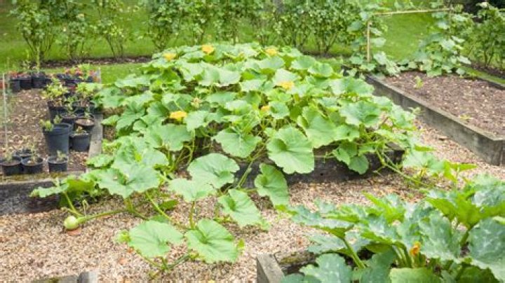 How long do gem squash last