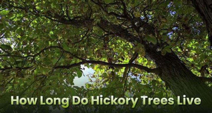 How long do hickory trees live