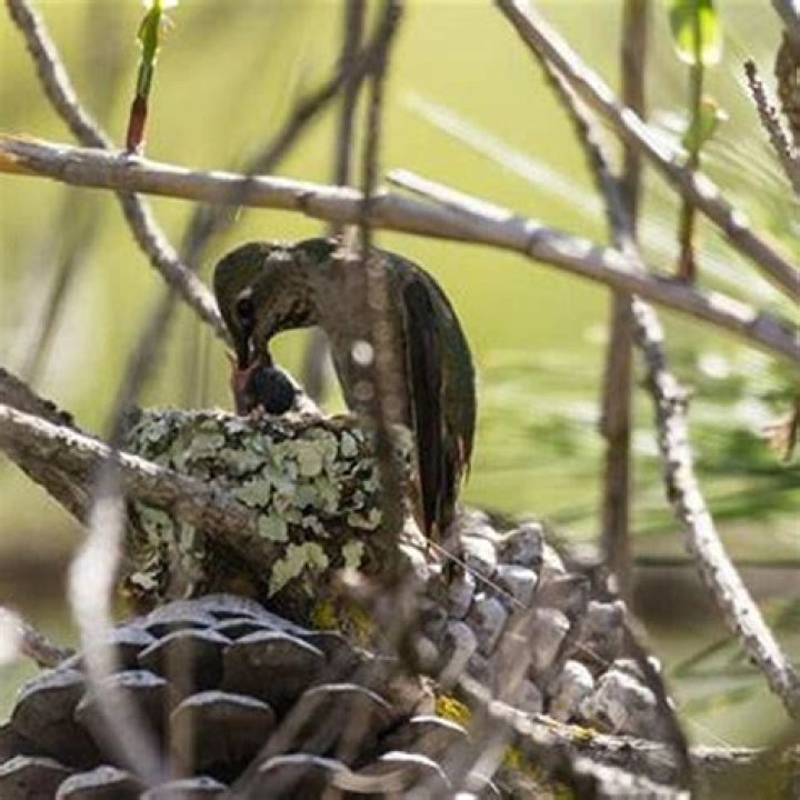 How long do hummingbirds stay in the nest