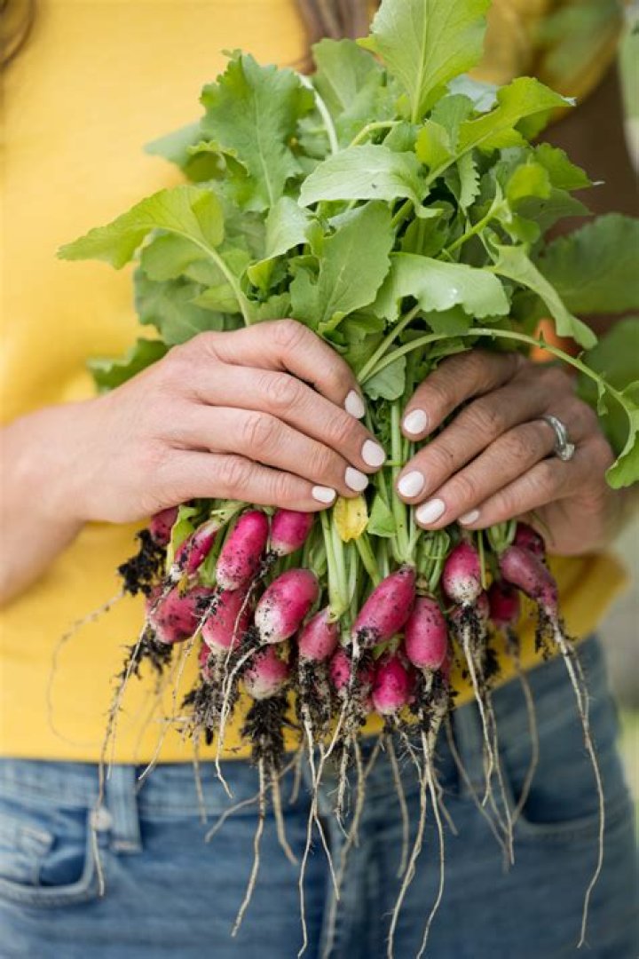 How long do radishes take to harvest