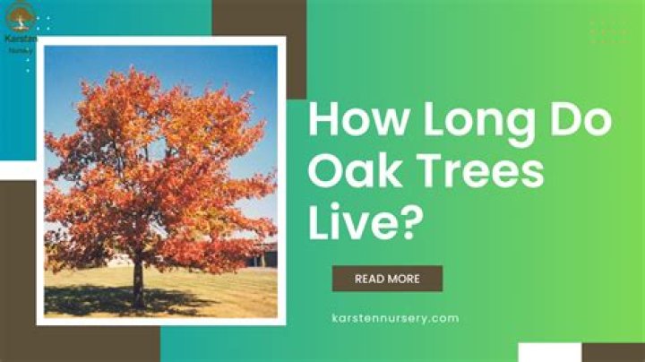 How long do Rowan trees live