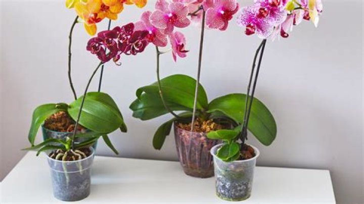How long do submerged orchids last