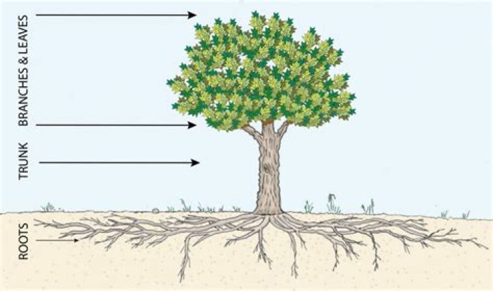 How long do tree roots grow