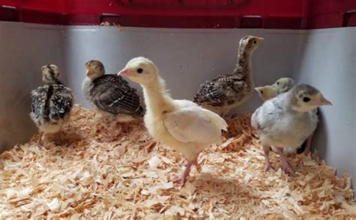 How long do turkeys need a heat lamp