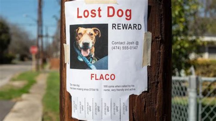 How long do you have to claim a lost dog in Louisiana