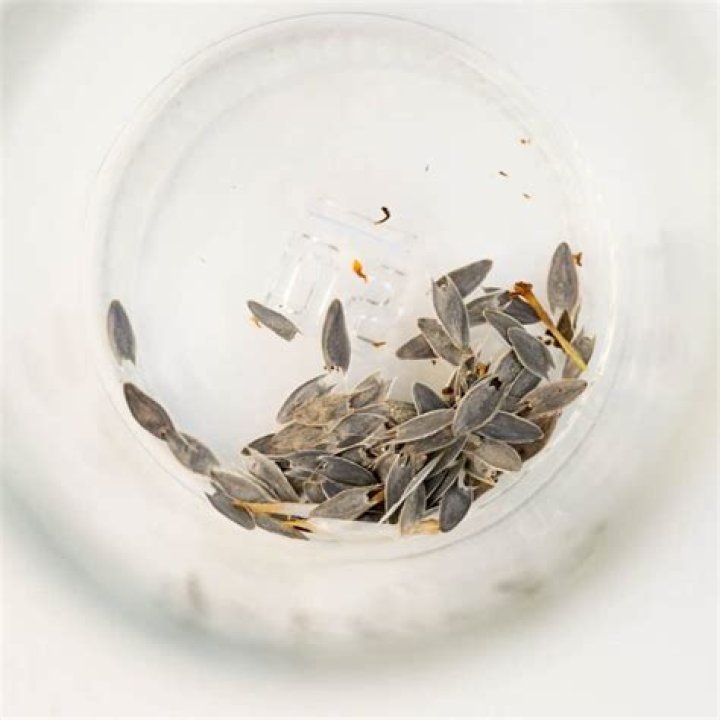 How long do zinnia seeds last
