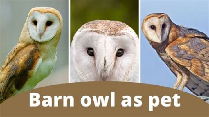 How long does a barn owl live