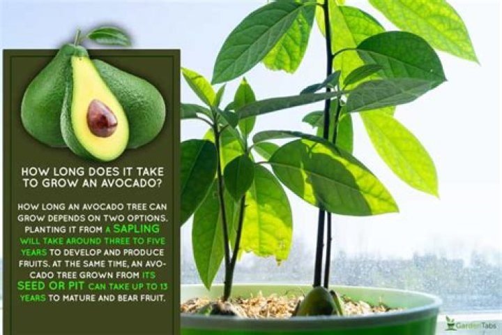 How long does a lemon tree take to fruit