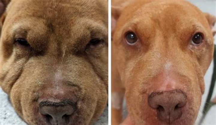 How long does facial swelling last in dogs