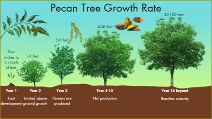 How long does it take a pecan tree to start producing