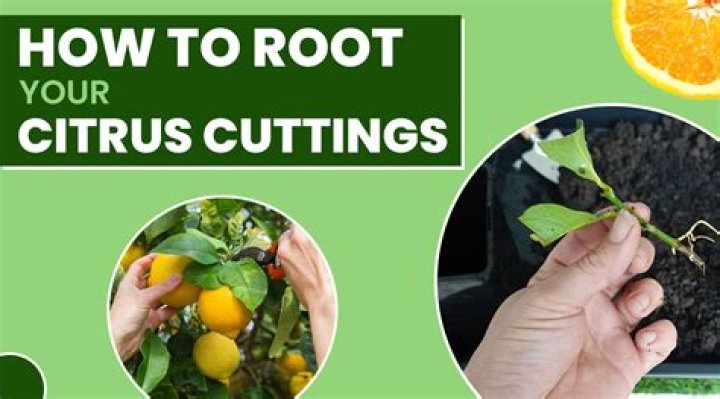 How long does it take citrus cuttings to root