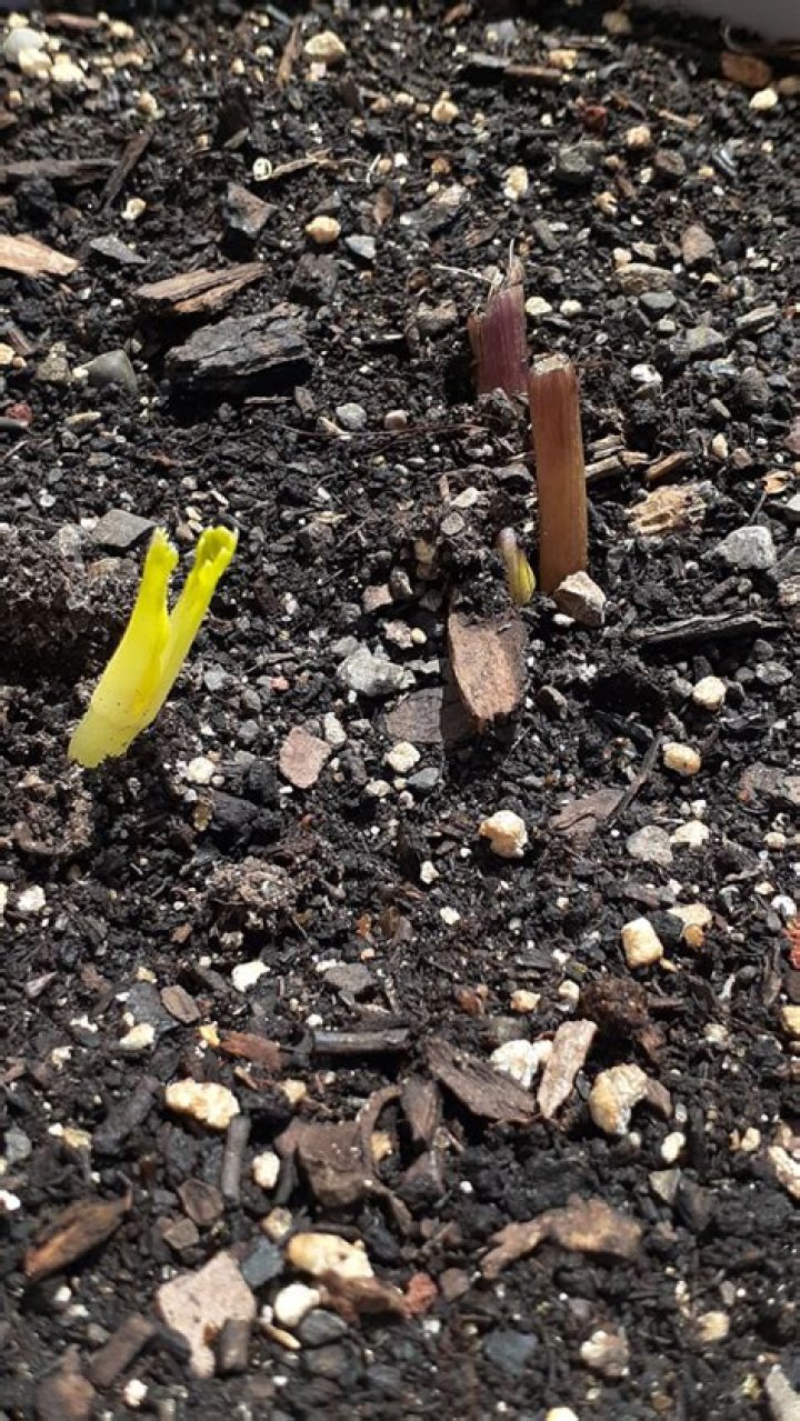How long does it take for dahlia tubers to sprout