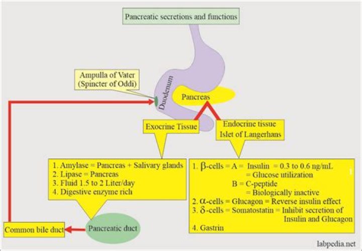 How long does it take for pancreatic enzymes to work