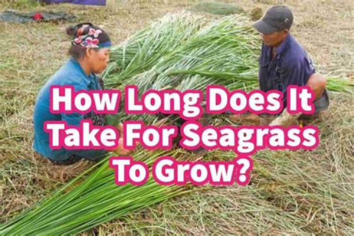 How long does it take for seagrass to grow
