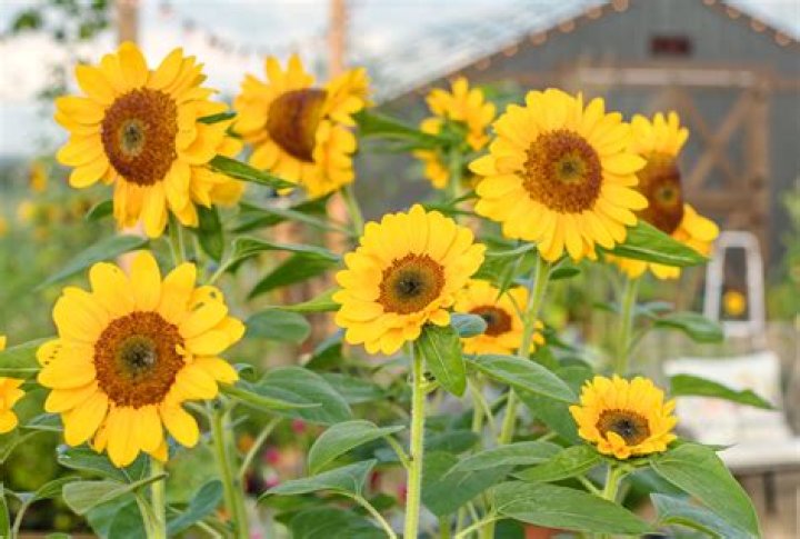 How long does it take for sunflowers to grow from seed