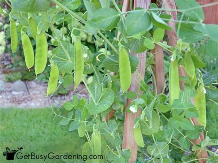How long does it take for winter peas to grow