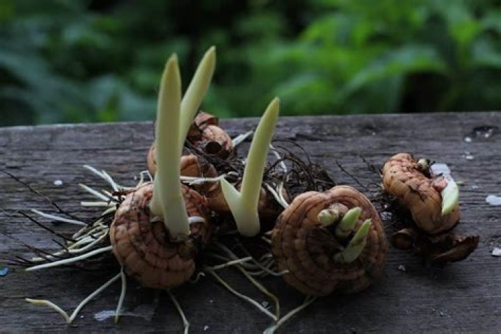 How long does it take freesia bulbs to grow
