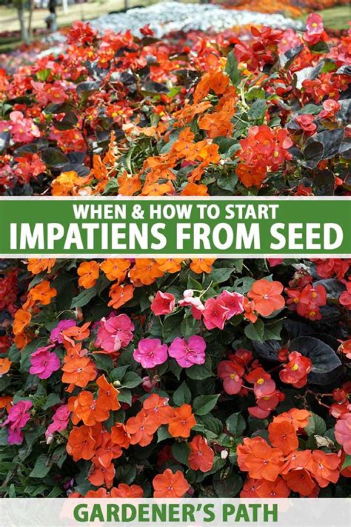 How long does it take impatiens to grow from seed