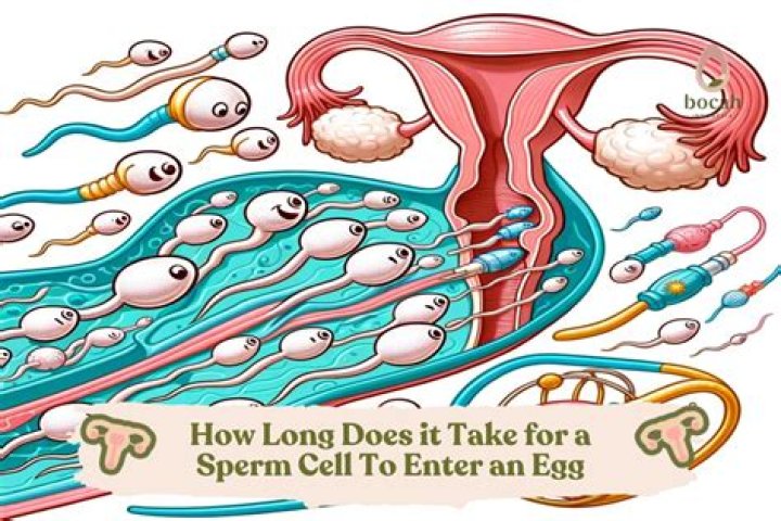 How long does it take sperm to mature and become motile