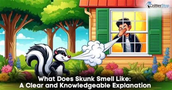 How long does it take to get skunk smell out of house