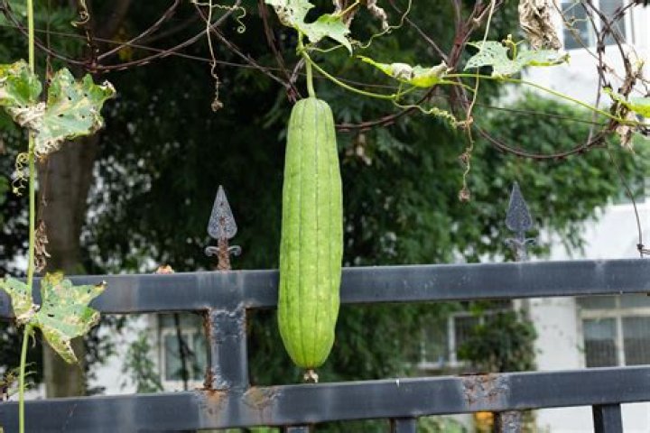 How long does it take to grow a luffa plant