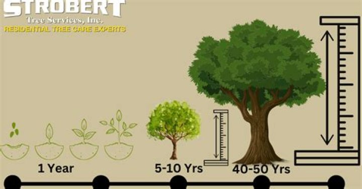 How long does it take to grow a tree