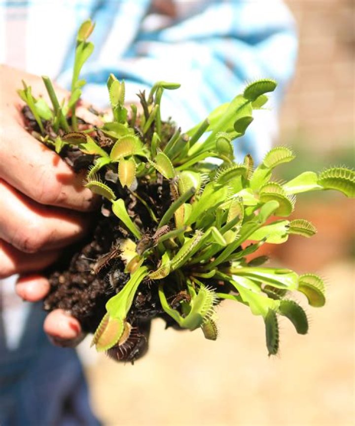How long does it take to grow a Venus flytrap from seed