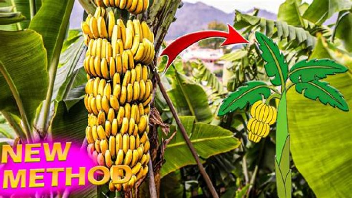 How long does it take to grow bananas from seed