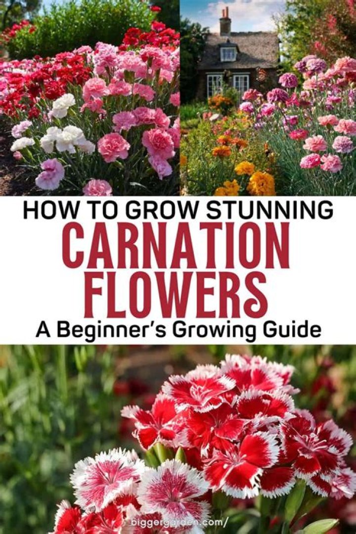 How long does it take to grow carnations from seed