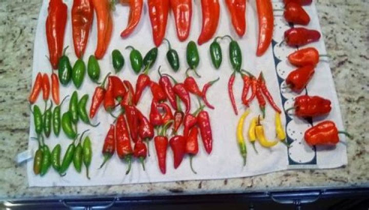 How long does it take to grow serrano peppers