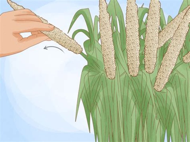 How long does millet take to germinate