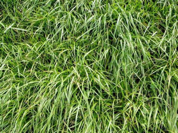 How long does perennial ryegrass take to germinate