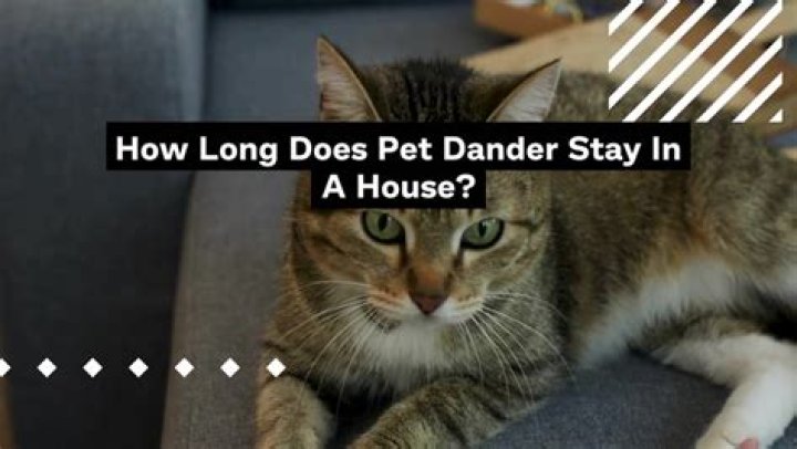 How long does pet dander stay in a house