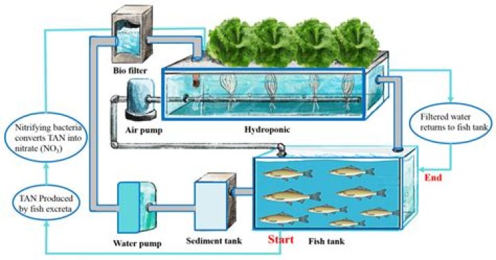 How long has aquaponics been around