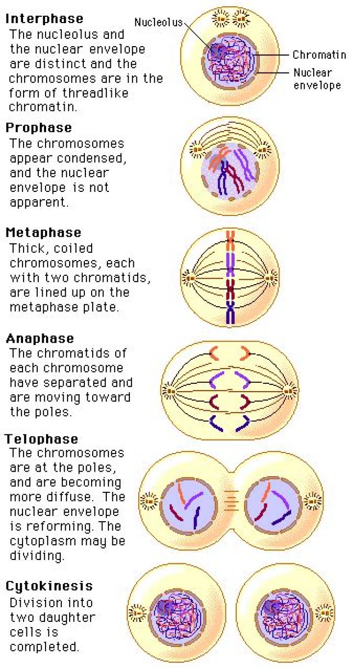 How long is each stage of mitosis