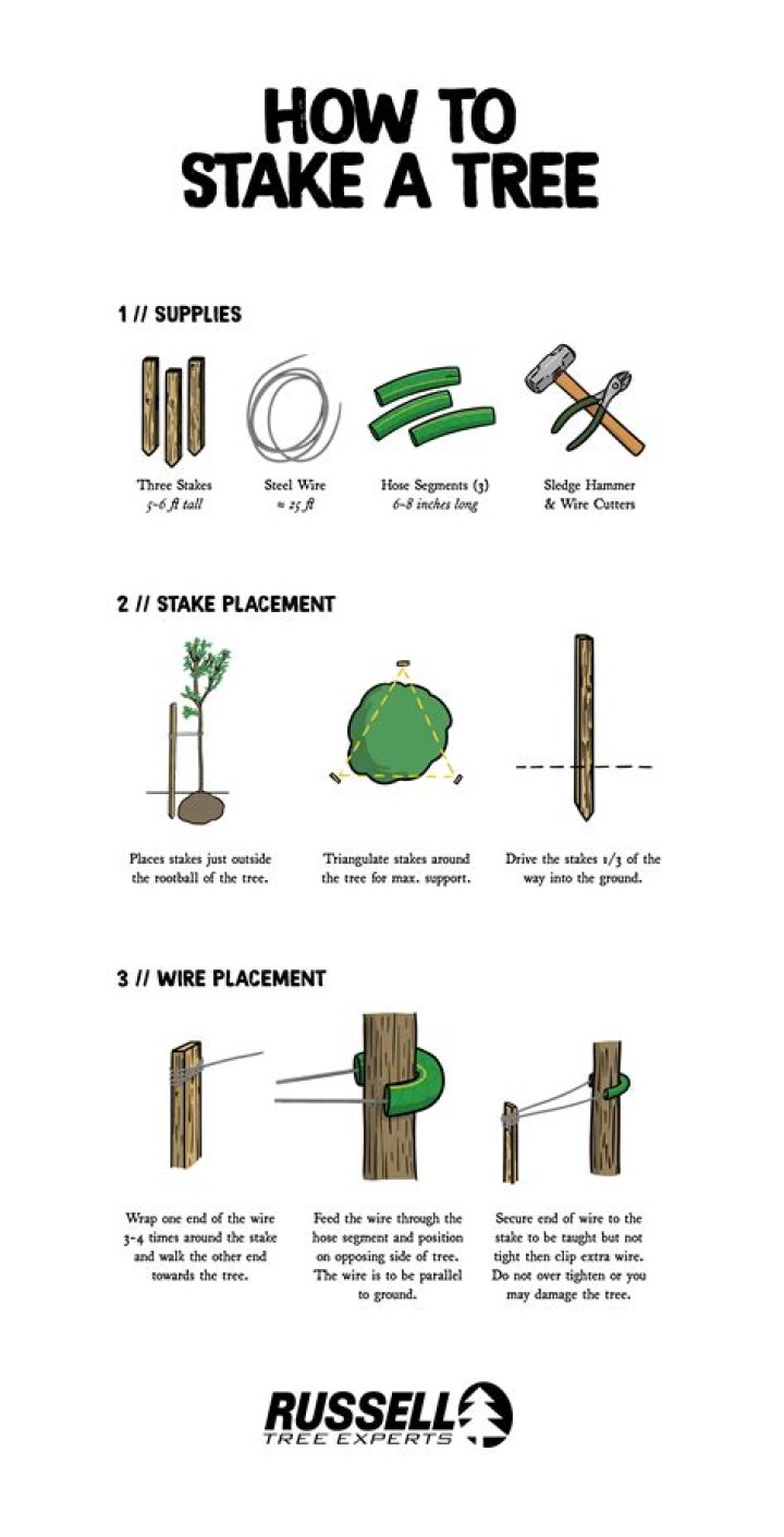 How long should you stake trees