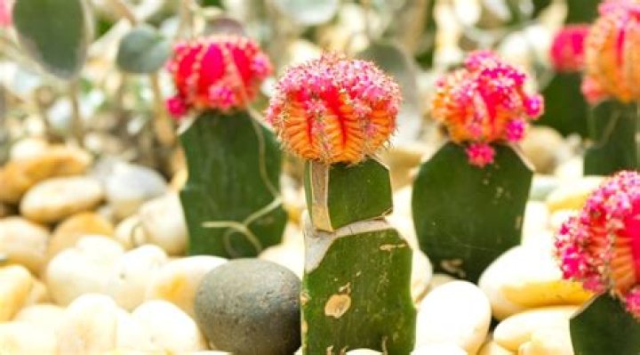 How long will a moon cactus live