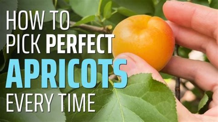 How many apricots should you eat a day