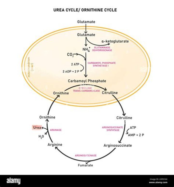 How many ATP are produced in urea cycle