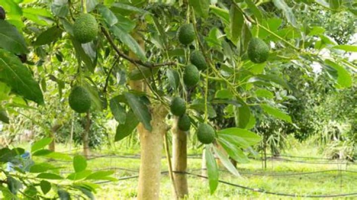 How many avocados come from a tree