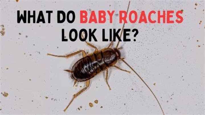 How many baby do roaches have