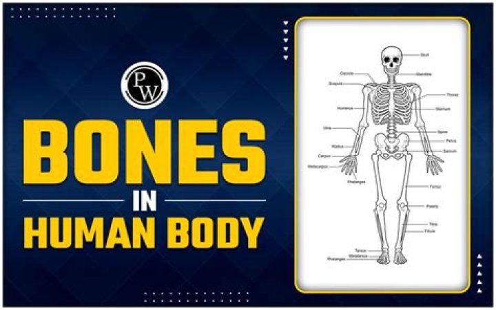 How many back bones are there in the human body