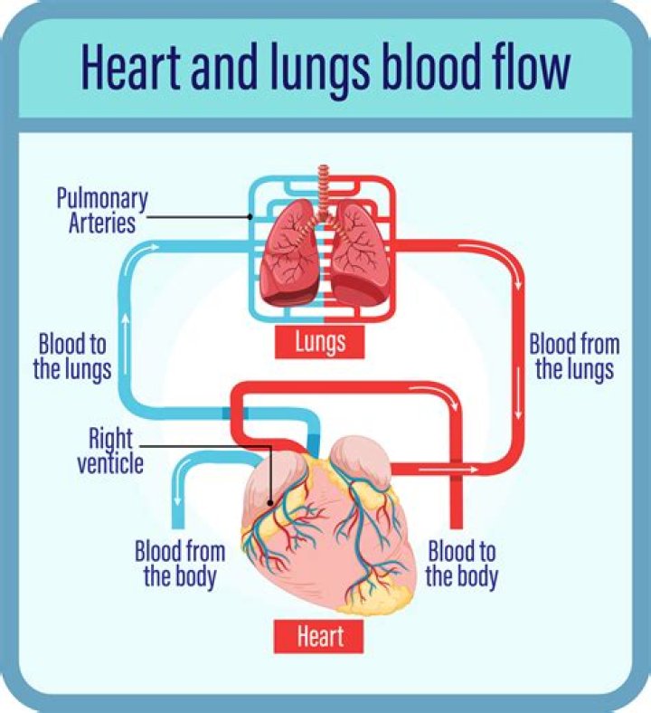 How many blood vessels does the heart have