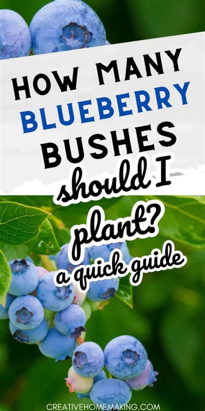 How many blueberry bushes should I plant