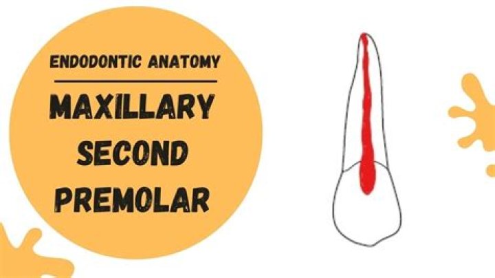 How many canals does a premolar have